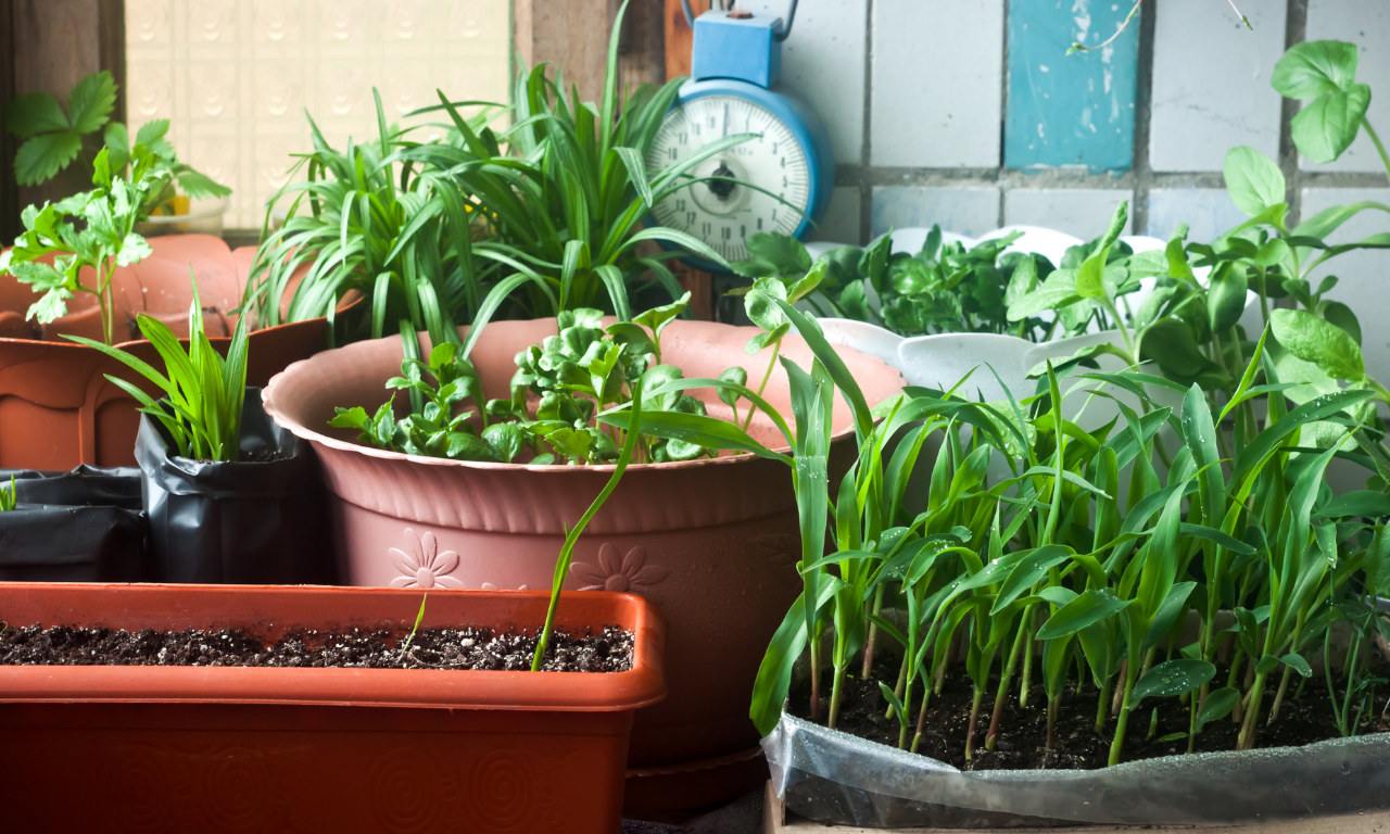 Kitchen garden sales