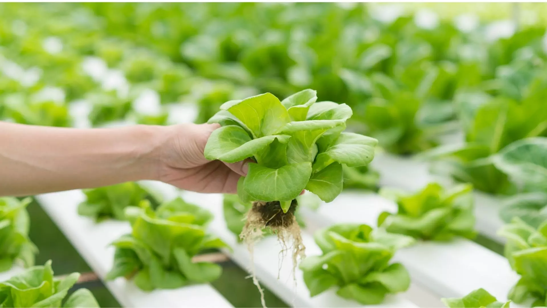 Tried and tested hydroponic farms that deliver across Mumbai
