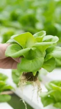 Tried and tested hydroponic farms that deliver across Mumbai