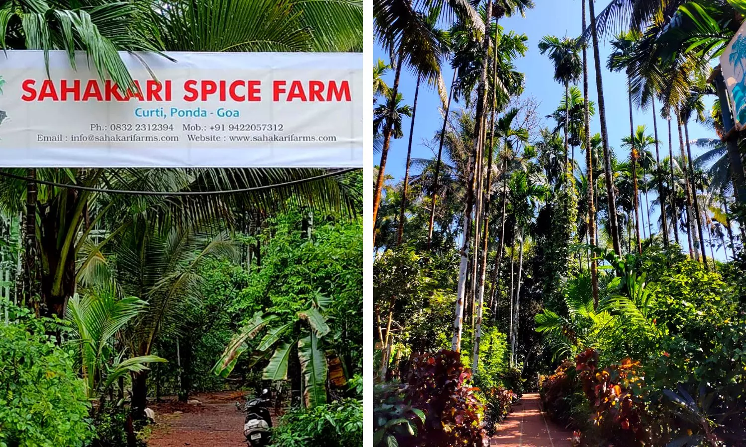 A trip down spice lane surrounded by a lush green forest