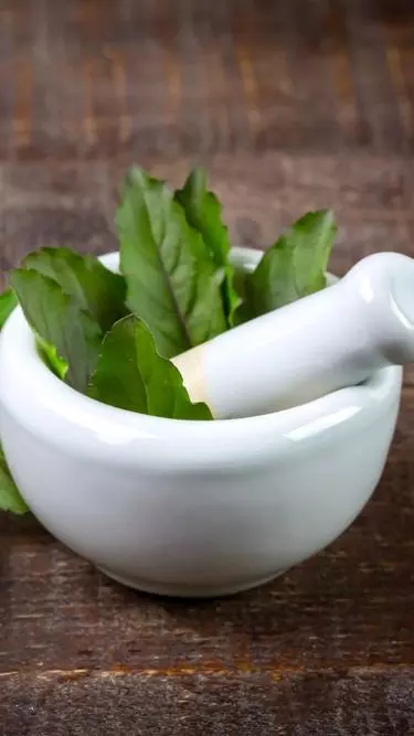 Know your ingredients: Basil