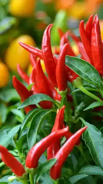 Know Your Ingredients: Birds Eye Chilli