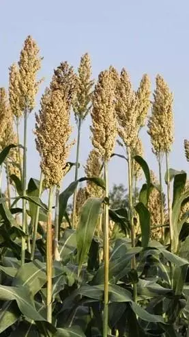 Know Your Ingredients: Jowar