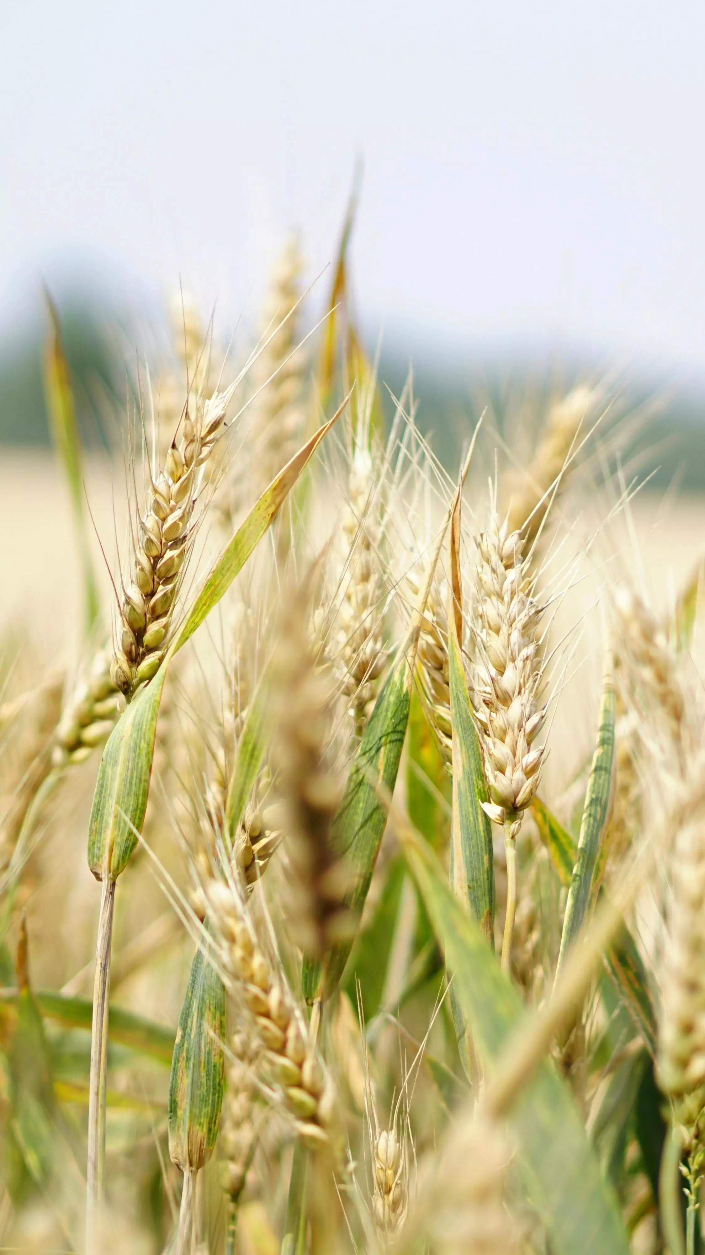 Recipes perfect for the Harvest Festival!