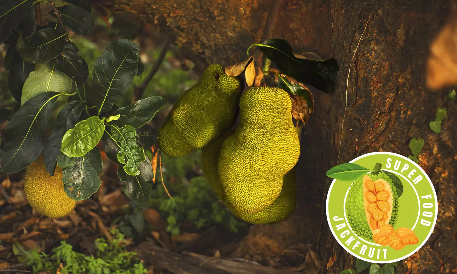 Jackfruit: The Spiky Superfood That’s Stealing the Spotlight