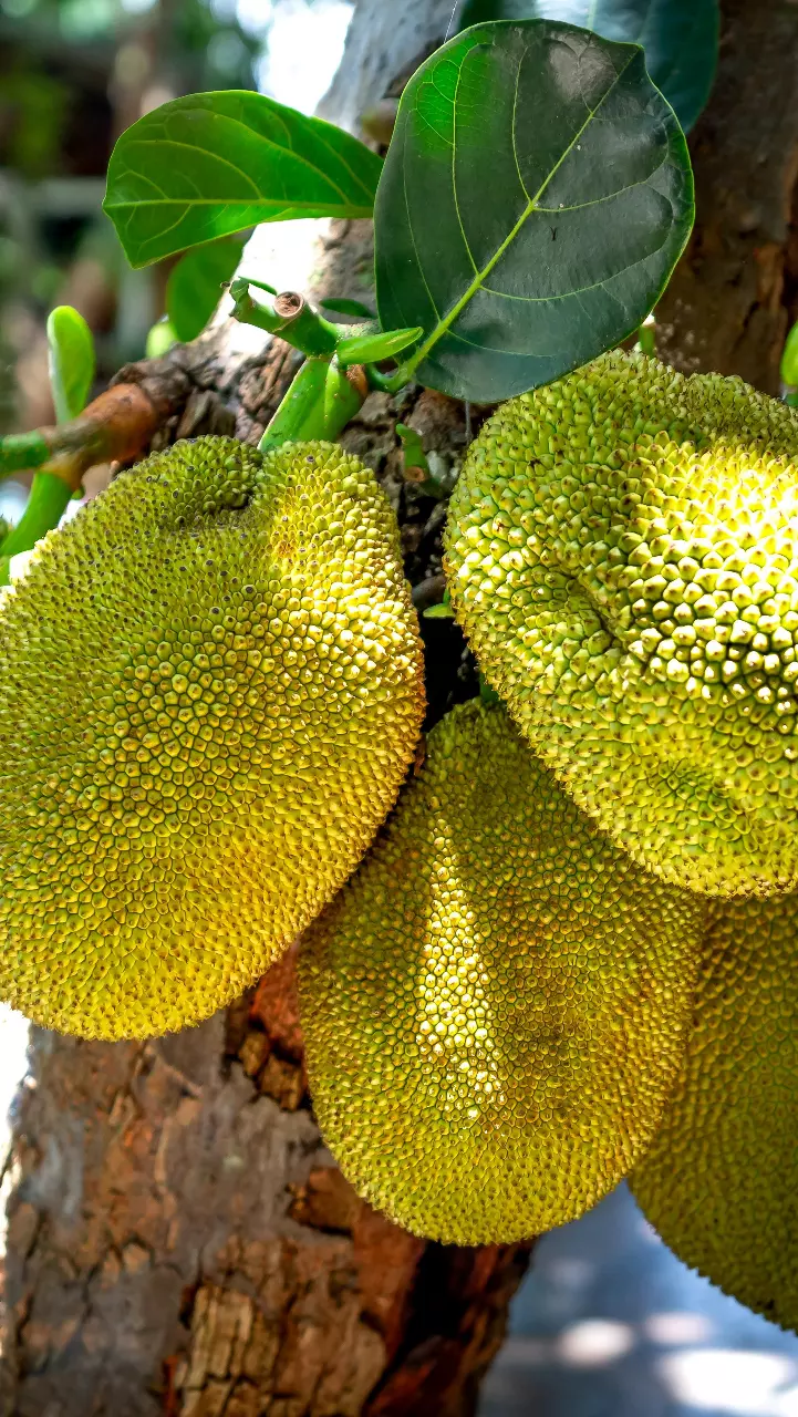 Know Your Ingredients: Jackfruit