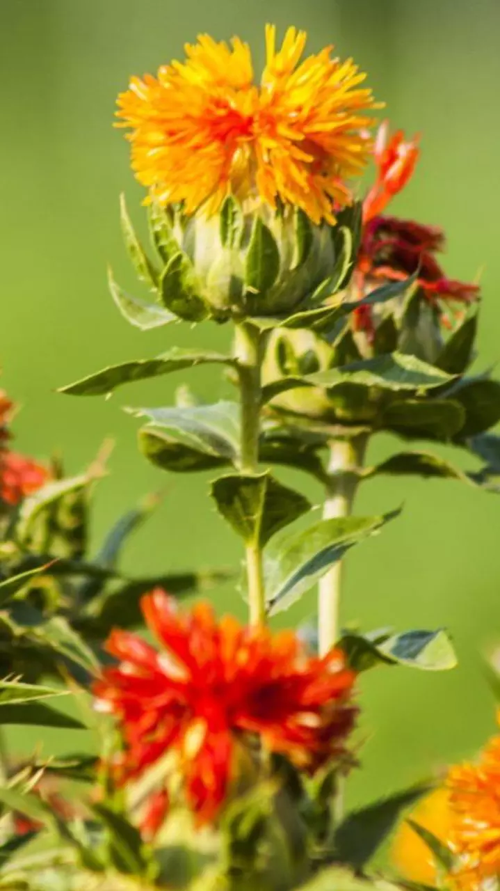 5 Edible Flowers Used in Indian Households for Cooking and Healing