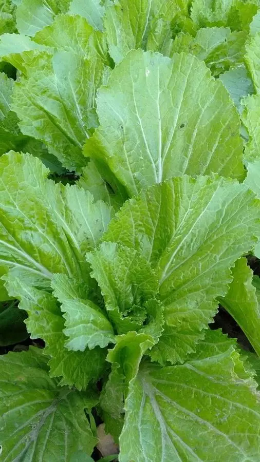 Know Your Ingredients: Sarson Leaves (Mustard Greens)