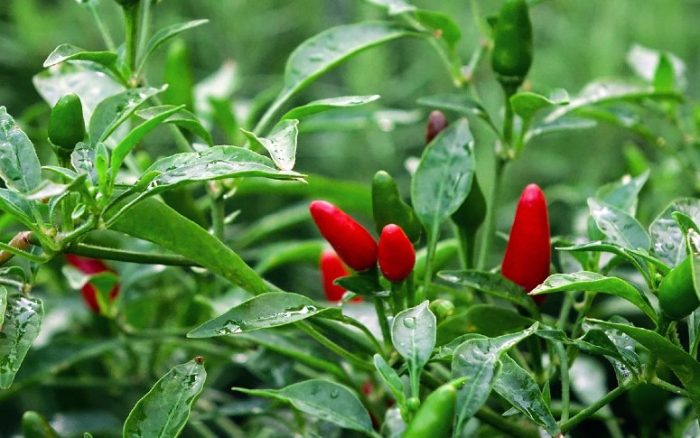 Birds-eye-chillies